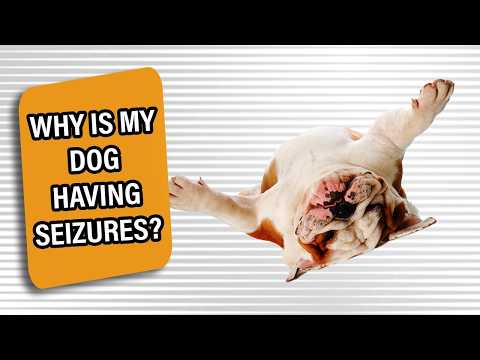 Why Is My Dog Having Seizures? | Glauc Talk