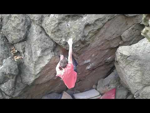 Černobílá Trikolora, 8A. Modřín