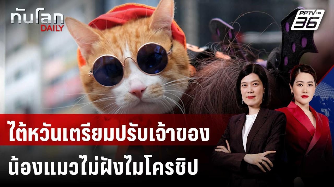 ไต้หวันเตรียมปรับเจ้าของน้องแมวไม่ฝังไมโครชิป เ?