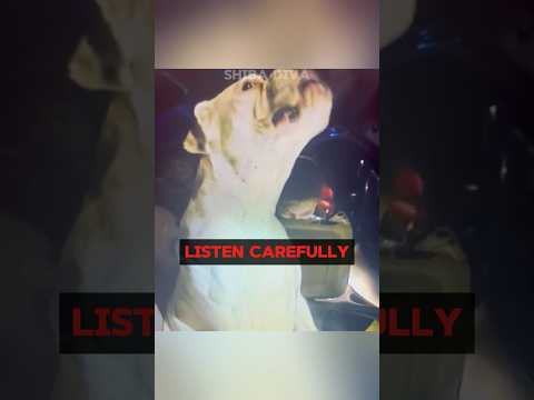 This Dog has the Right to Remain Silent! (via: seanallison6/IG) #shorts #trending #viral