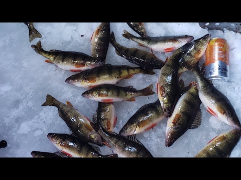 Fastest way to clean Perch!