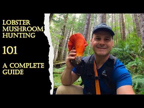 How To Find Lobster Mushrooms - Complete Beginner Guide
