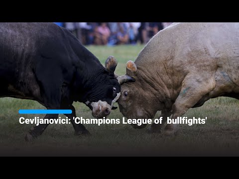Cevljanovici: 'Champions League of  bullfights'
