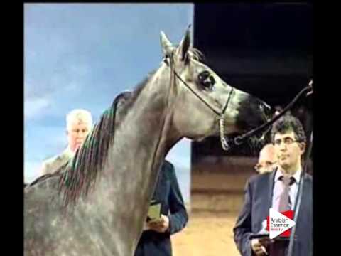 N.122 ERGINIA - Ajman 2016 - Mares 5 to 8 years old (Class 5)