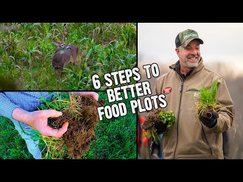 6 Steps to Better Food Plots (695)