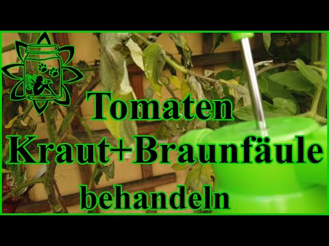 , title : 'Kraut und Braunfäule bekämpfen 🍅Tomaten Braunfäule | Tomaten Regen | Was tun gegen Braunfäule |Test🍅'