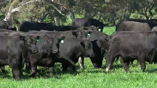 Moorunga Angus  - The Cows Behind the Bulls