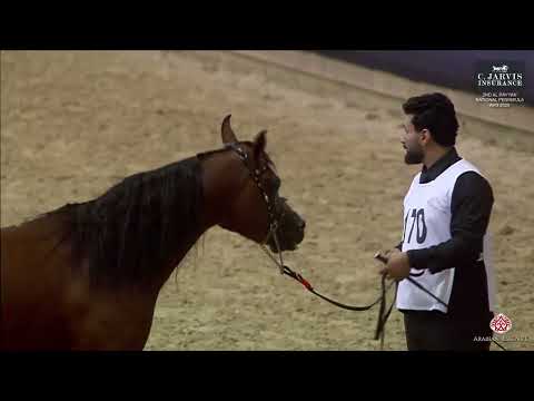 N 170 ASAYEL RASHIQ   2nd Al Rayyan National Peninsula AHS 2025   Stallions 7+ Years Old Class 10