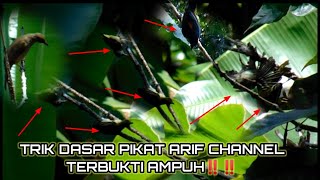 Download lagu Trik pikat burung kecil ARIF CHANNEL terbukti ampuh‼️ ‼️ mp3