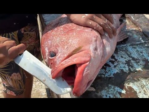 Un MERO gigante en la playa de #Chulliyachi en sechura piura 30 kilos 