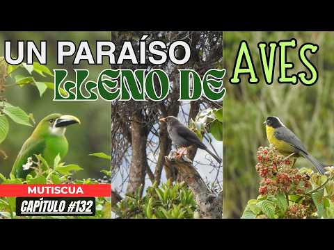 Aviturismo en Mutiscua Un Paraíso Lleno de Aves 🐦🏔️ | MUTISCUA⛪| Cap.132