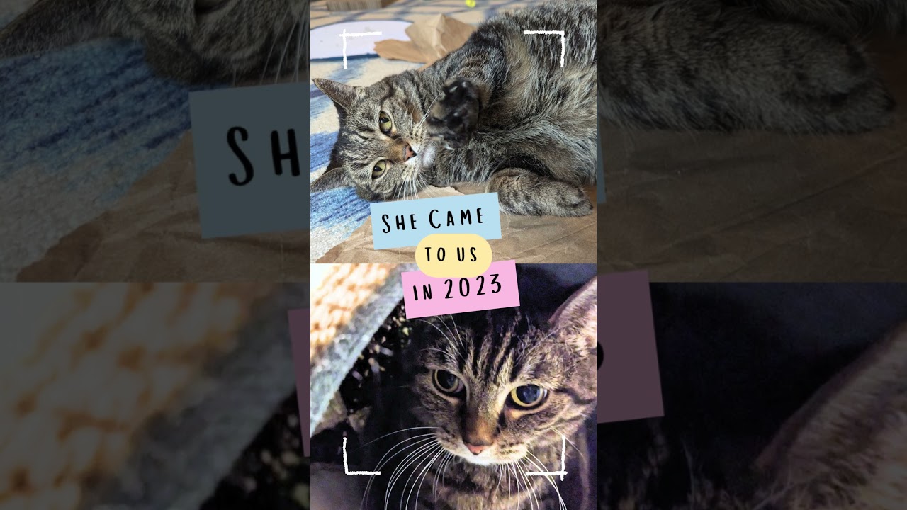 Enlarge Missy Bella, a Adoptable Domestic Short Hair in Downers Grove, IL video 2/6