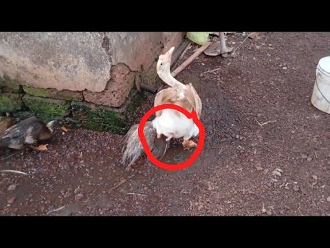 Muscovy Duck Mating 13 April 2024 In My House