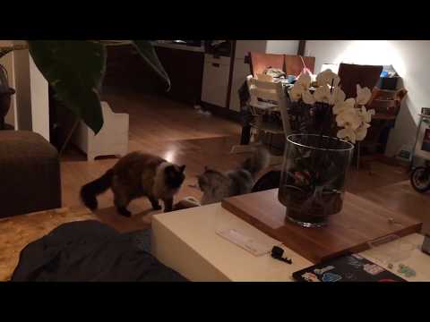 Maine coon cat vs Ragdoll cat  fight