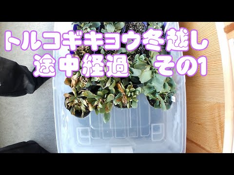 園芸 トルコヒルガオ