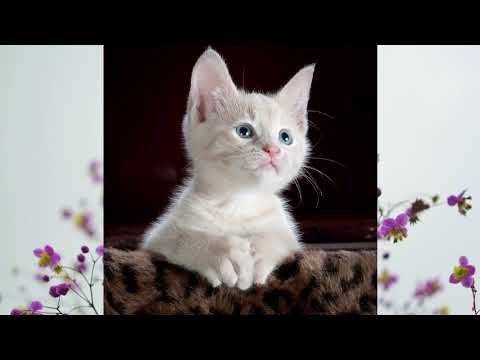 Cute cat images||Mahrukh ashfaq.