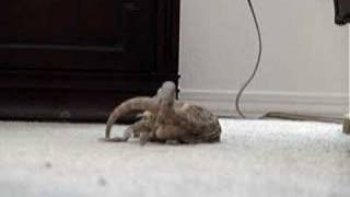 Bearded Dragons Mating