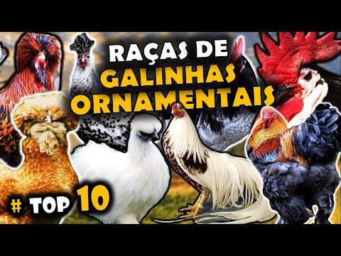 , title : 'AS 10 RAÇAS DE GALINHAS ORNAMENTAIS INCRÍVEIS E BELAS DO MUNDO!'