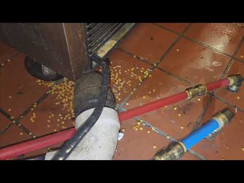 German Cockroaches Prosper in Kitchen in Dunellen, NJ