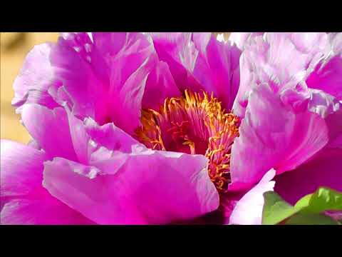 Relaxing Music Sleep For Kids | Relaxing Music Calm Music For Meditation | Beautiful Relaxing Music