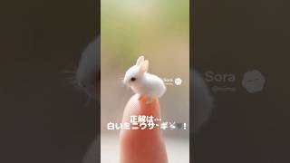 指乗りチビウサギ