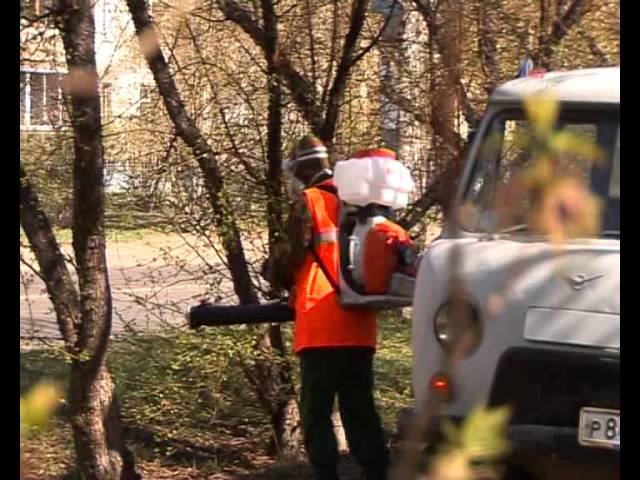 Деревья обработают химикатами от яблоневой моли