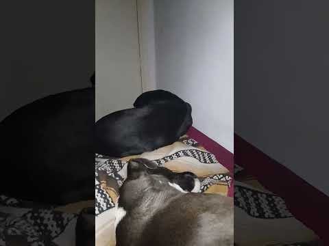 Aprendió a subir #cordoba #perros #miradacanina #vallehermoso