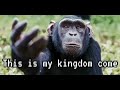 Monkeys Dance To Kingdom Come In Low Quality