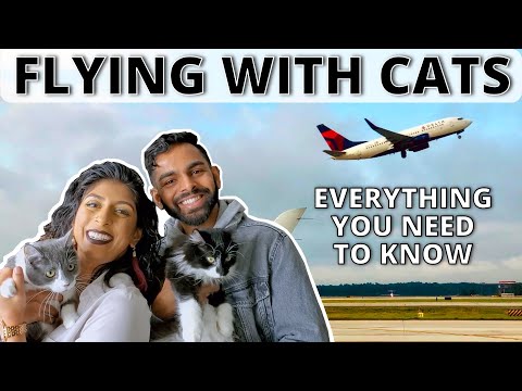 How to Fly with Cats- Complete Guide to Traveling with Pets | Eshi Jay