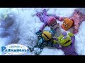 SONG The Night Sky Pajanimals
