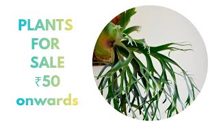 Plantsforsale#sale#sales#garden#gardening#plants#plantlover#plantsale#