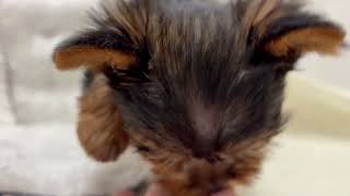 ヨークシャーテリアの動画01
