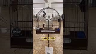 BICUDO VAN BLUE