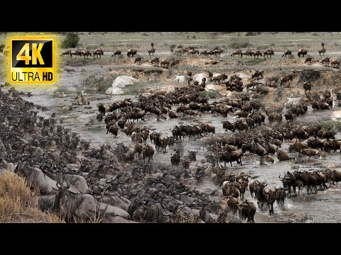 4K African Wildlife: Great Migration of the Wildebeest,Zebra,Elephants...With Real Sounds Video 4K