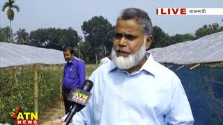 গ্রীষ্মকালীন টমেটো চাষে সগবি, অঞ্চল-১, শ্যামপুর, রাজশাহী,