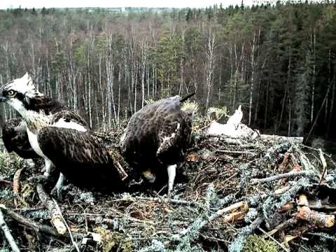 Osprey Nest 120429 09 - Female's vs male's top-of-head pattern