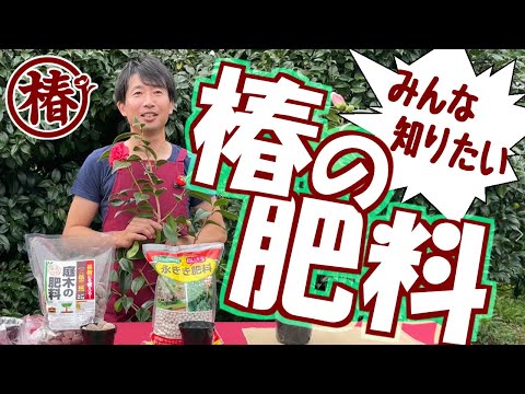 秋の椿の植え替え:こうやってやる 植物