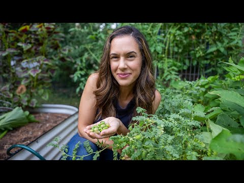 Eat FRESH chickpeas? YES! And grow them too