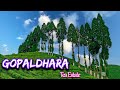 Gopaldhara Darjeeling Tea Garden Gopaldhara Tea Estate Offbeat North Bengal