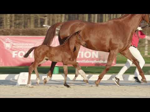 60 Viva West SF v. Valverde - Don Nobless