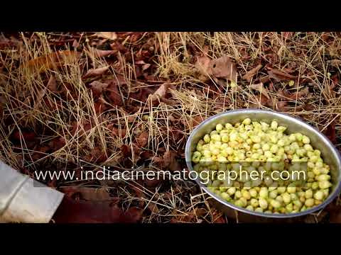 MAHUA flowers collection CLOSE UP