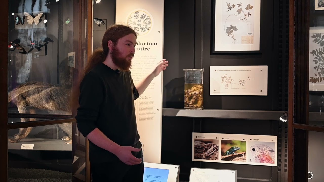 Le Python royal par Pierre