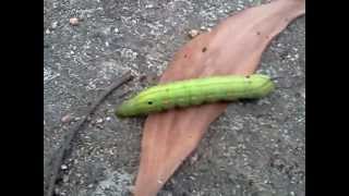 preview picture of video 'Weird Caterpillar (Taiping, Malaysia, 2013-01-22)'