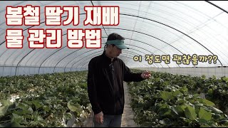 딸기 재배 봄철 물관리 방법은 다르다??? 그럼 방법은?