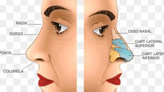 Animated Rhinoplasty Procedure: Learn How A Nose Job Is Done