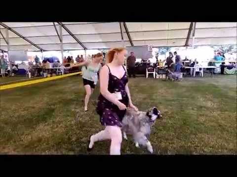Česká národní výstava psů Mladá Boleslav 18. 7. 2015 (Shontelle - Impossible)