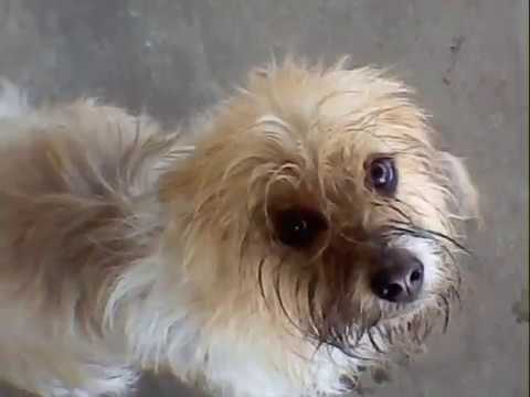 Schwervon! - Daydream Ration (Official Music Video)