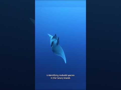 Word Manta Day  #worldmantaday #mantaray #mantarays #manta #mantaconservation #mantaresearch