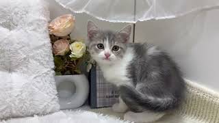 スコティッシュストレートの動画01