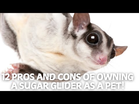 12 Pros and Cons of Owning a Sugar Glider as a Pet! 🏡🌙